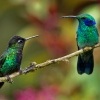 Kolibrik ohnivobrady - Panterpe insignis - Fiery-throated Hummingbird o0652